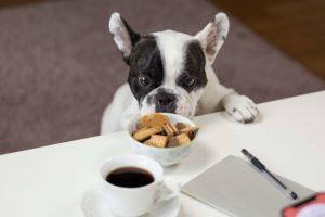 כיצד לבחור את אוכל הכלבים הטוב ביותר